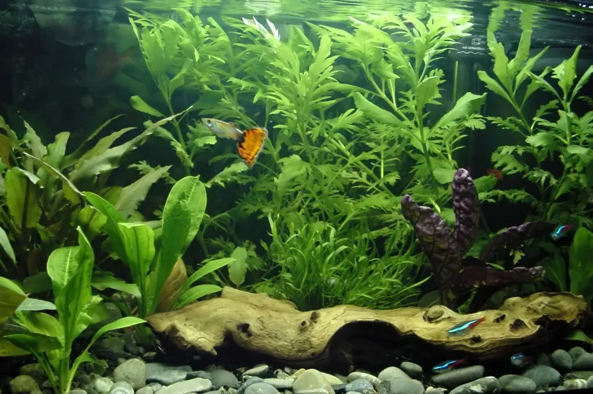 Algae, Pests & Disease Diagnosis in Aquariums