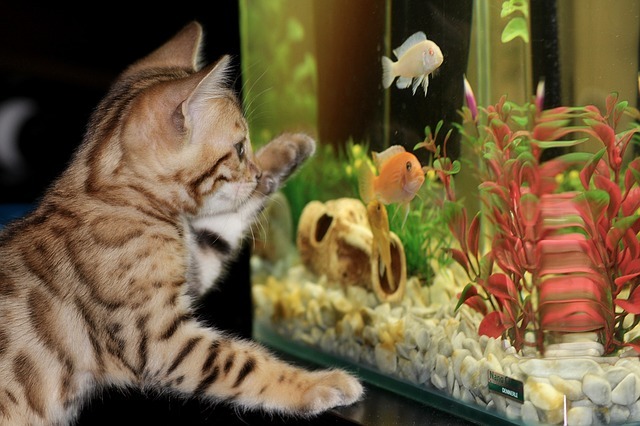Acrylic Aquarium