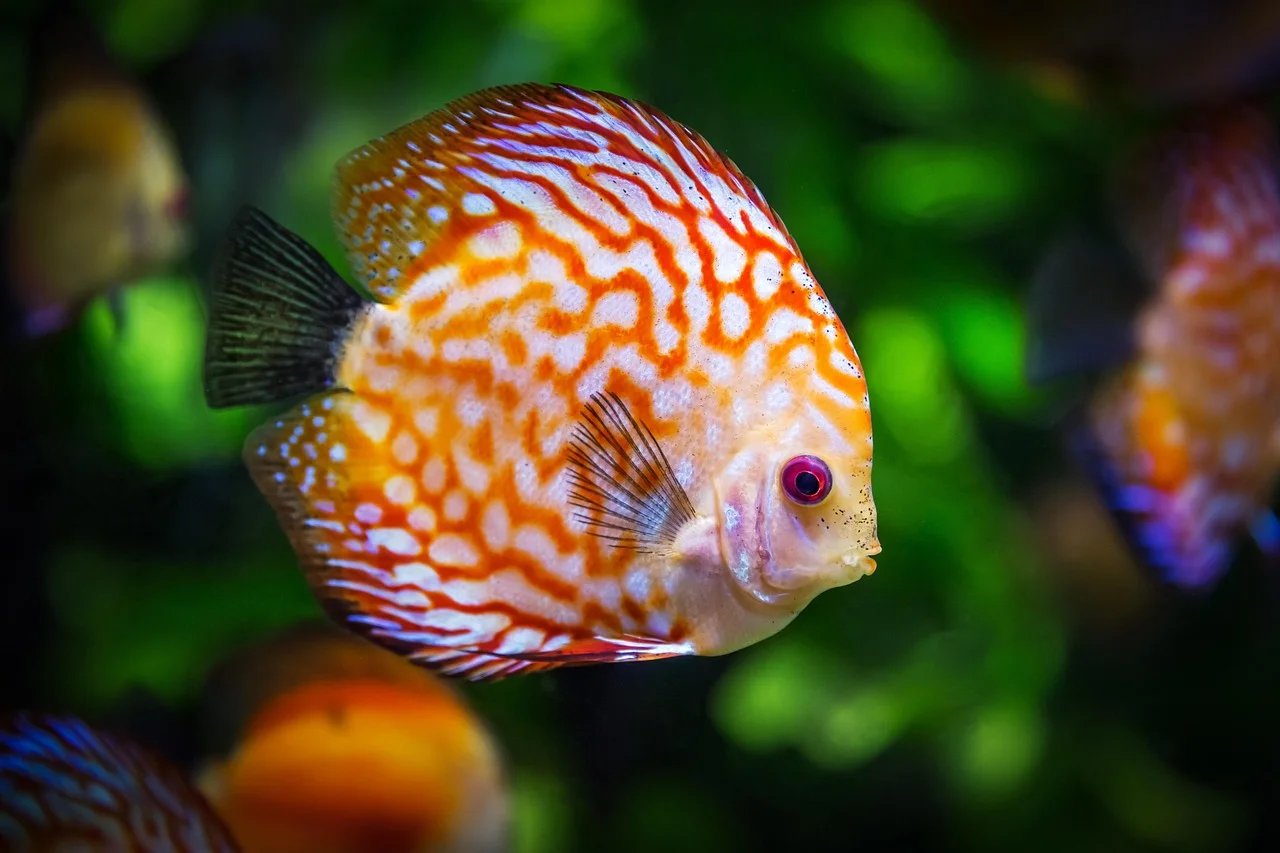 Aquarium Setup & The Fundamentals