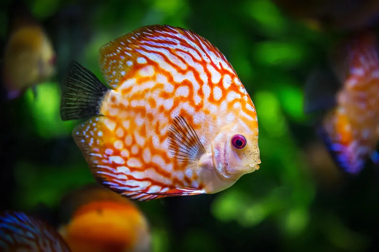 Aquarium Setup & The Fundamentals
