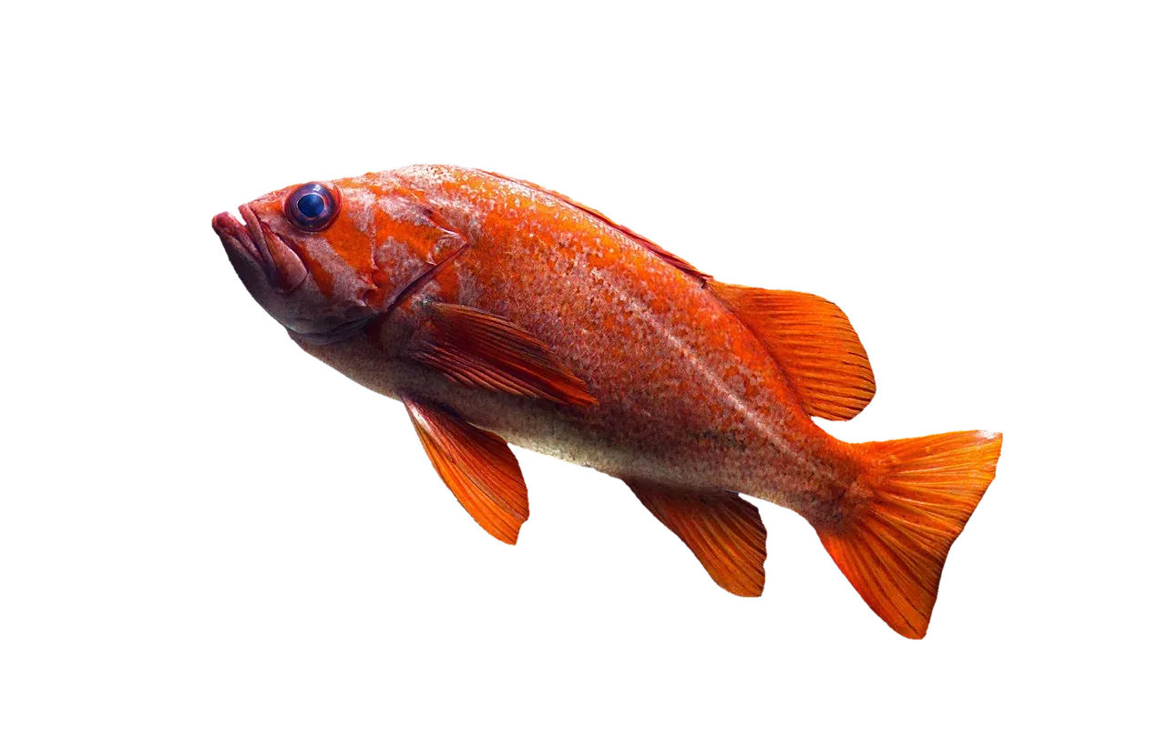 Freshwater Fish Species, Biotopes & Plant Guides