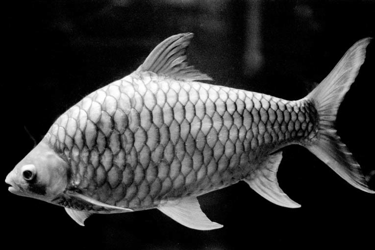 Fish Tank Photography: 7 Tips for Taking Amazing Photos of The Fish in Your Aquarium