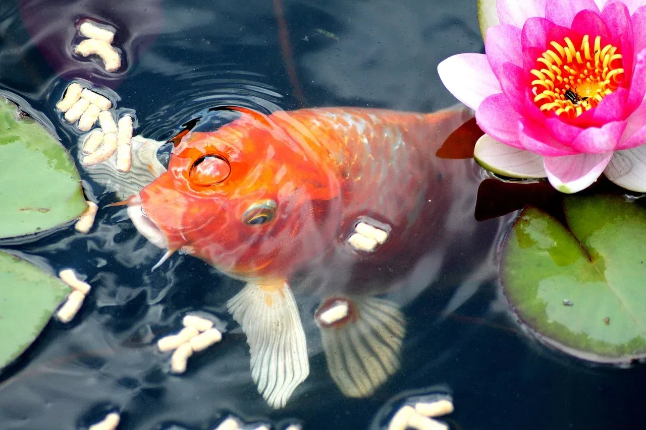 Fish Nutrition & Feeding Strategies for a Healthy Aquarium