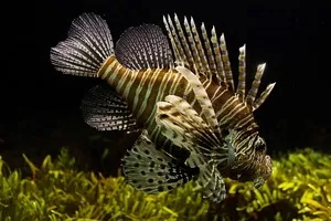 best aquarium filters