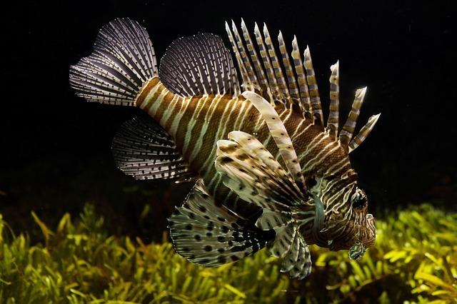 Best Aquarium Filtration Methods for Fish Tank Water