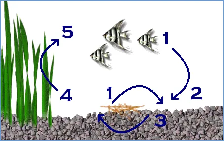 nitrogen cycle aquarium