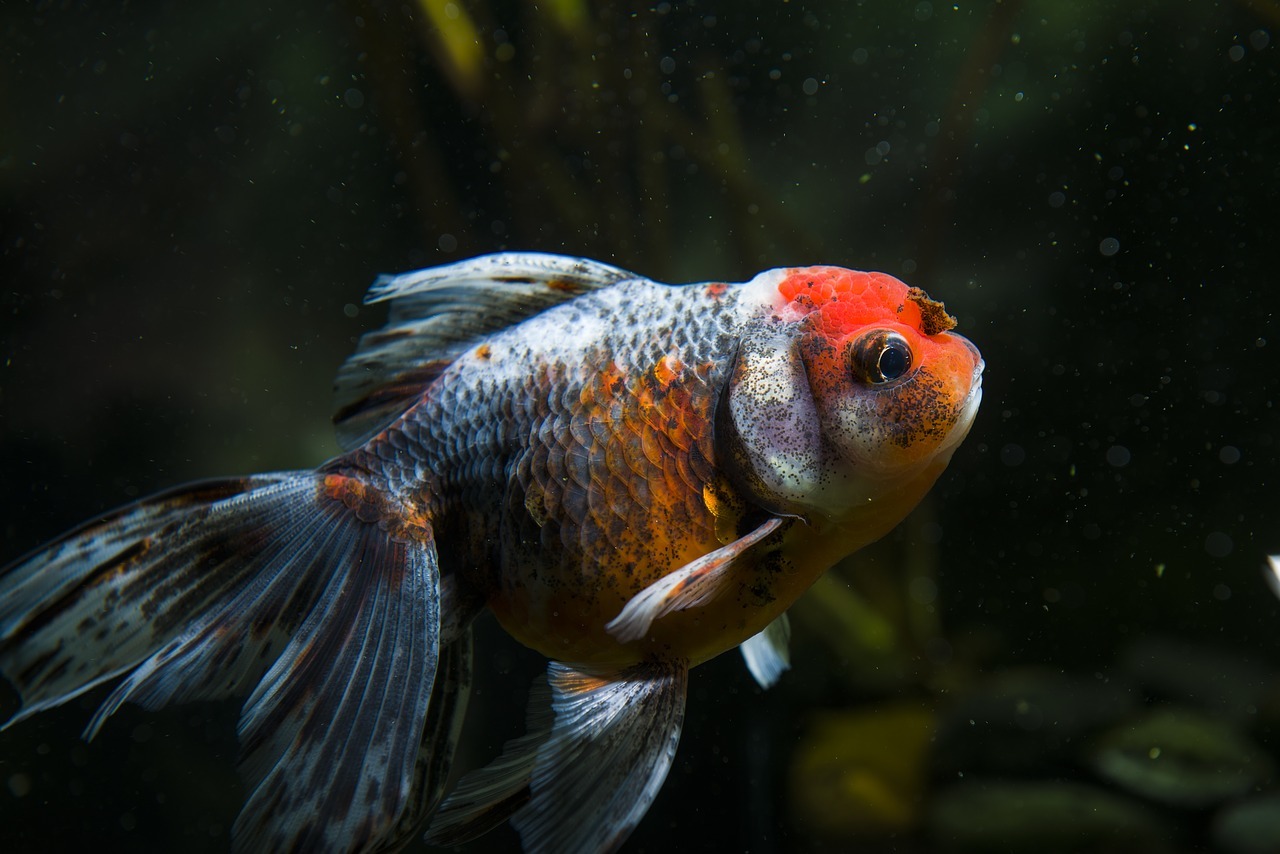 How to Lower Ammonia Levels in a Fish Tank