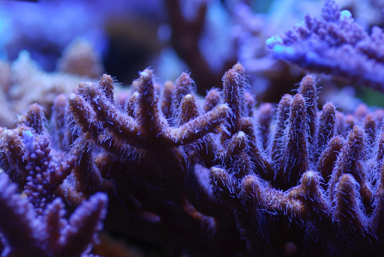 Saltwater & Reef Husbandry