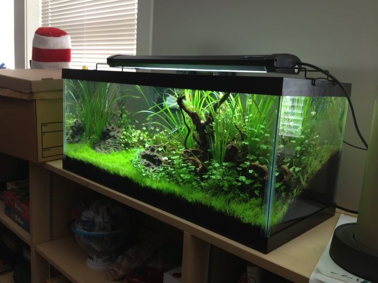 Best 20 Gallon Long Aquarium