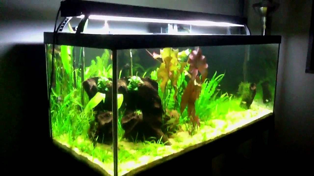 Best 75 Gallon Aquarium