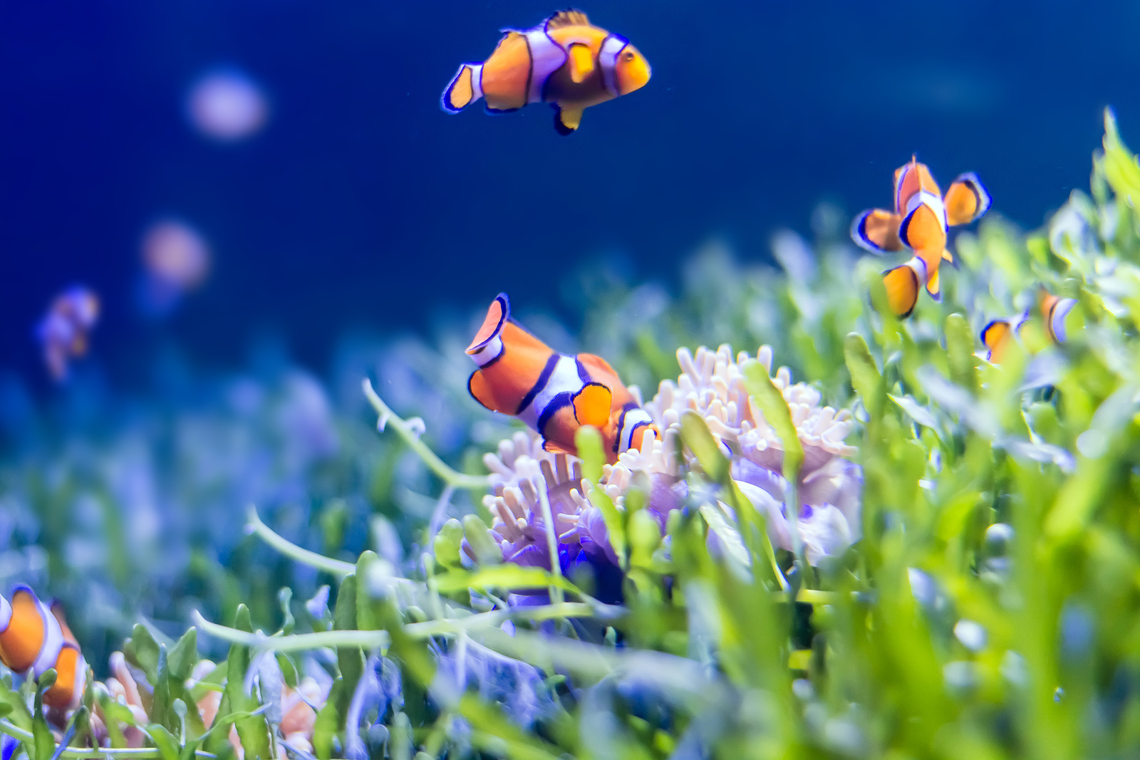 The Complete Aquarium Guide for Beginners in Fishkeeping