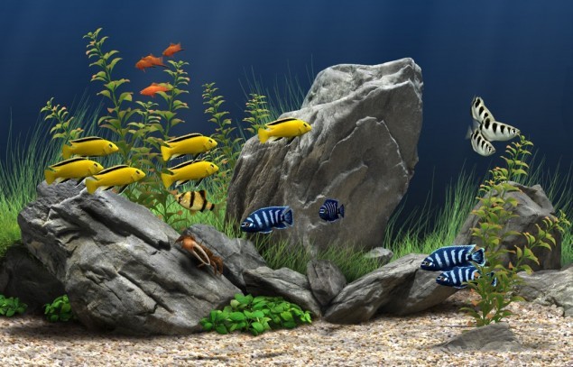 Best 55 Gallon Fish Tank: Top 10 Aquarium Reviews