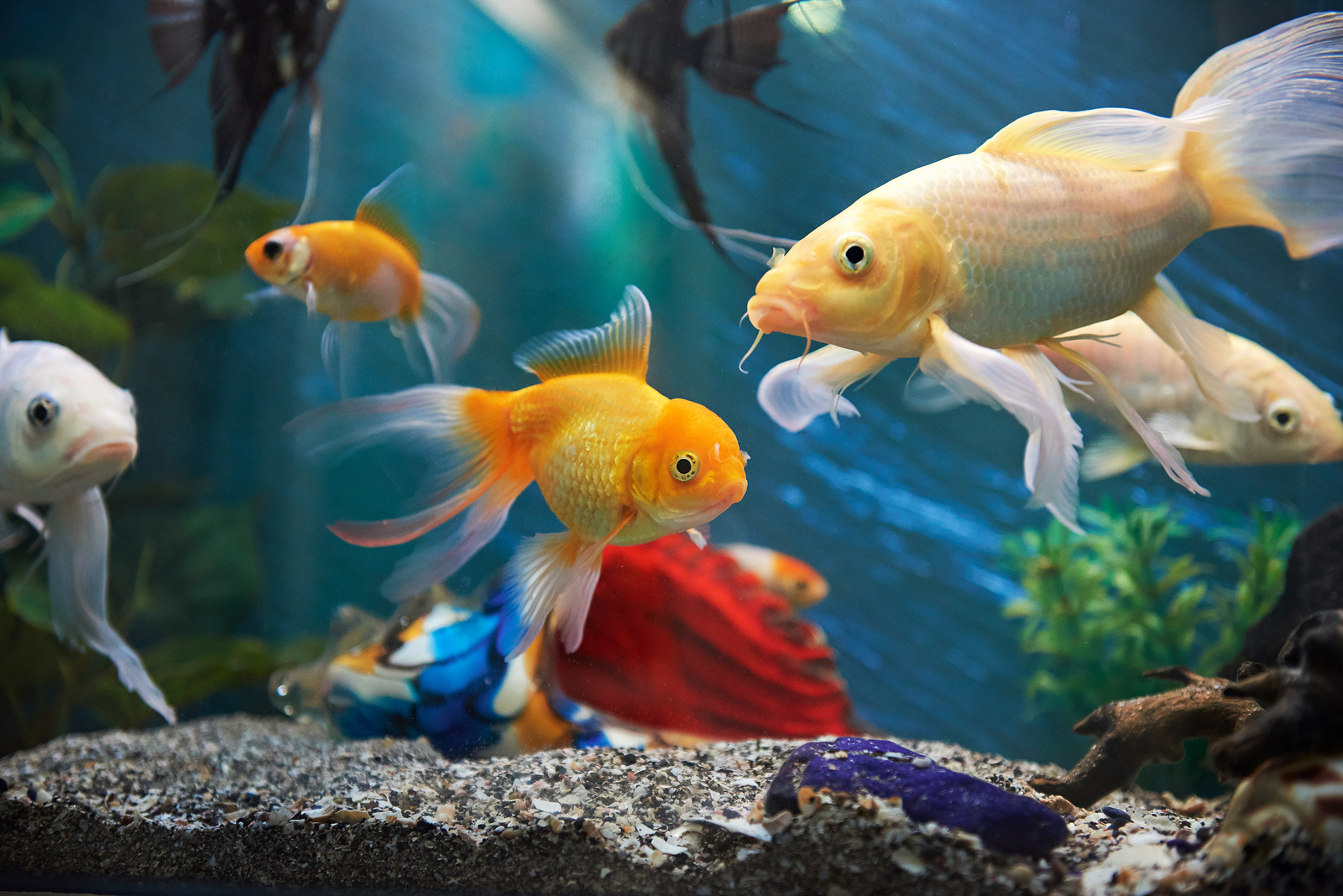 Best Vitamins for Aquarium Fish