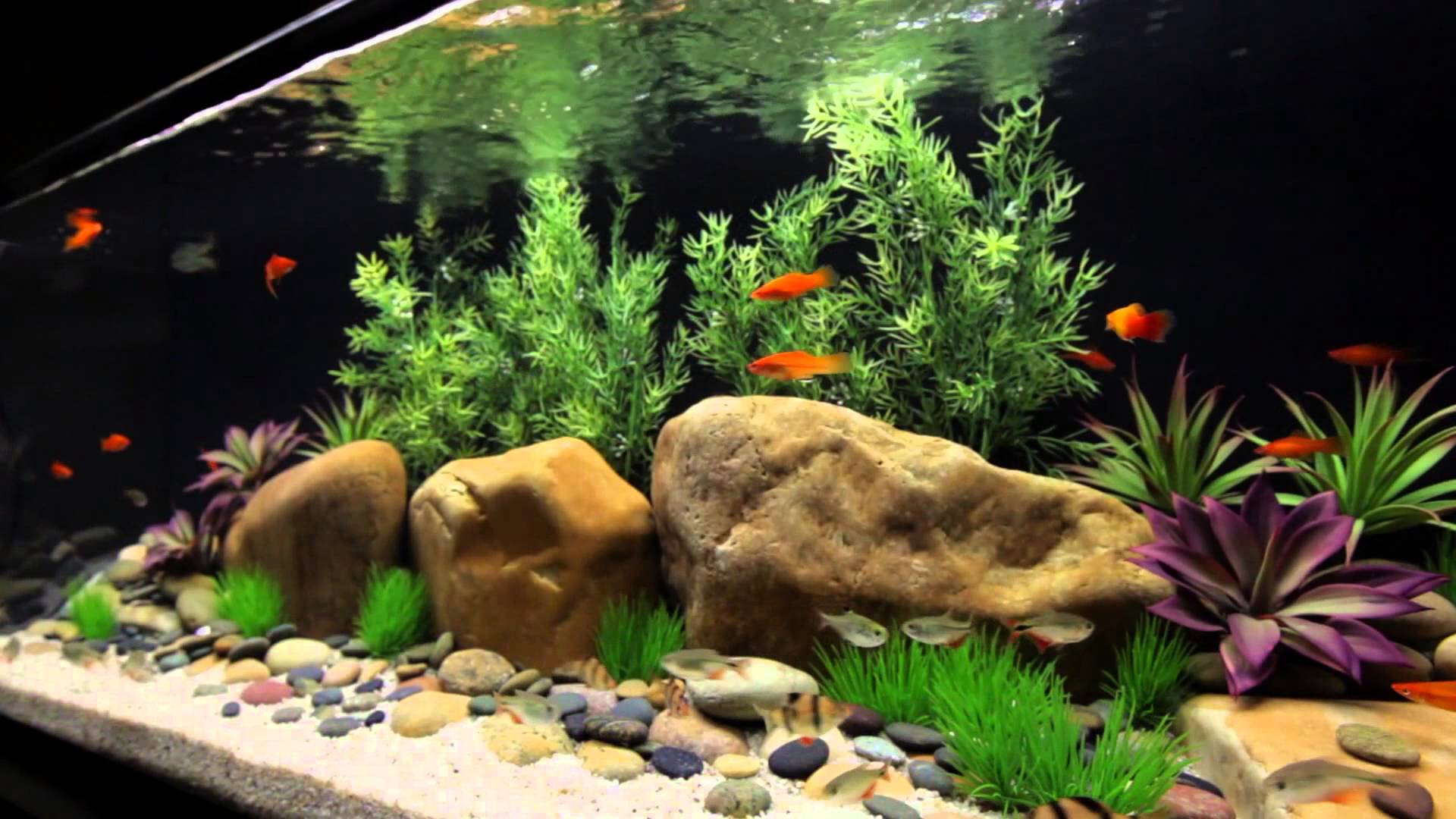 Best Freshwater Aquarium Setup