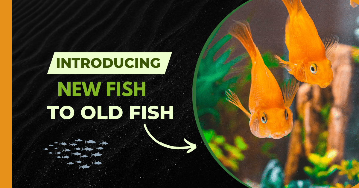 Introducing New Fish to Old Fish in an Established Aquarium