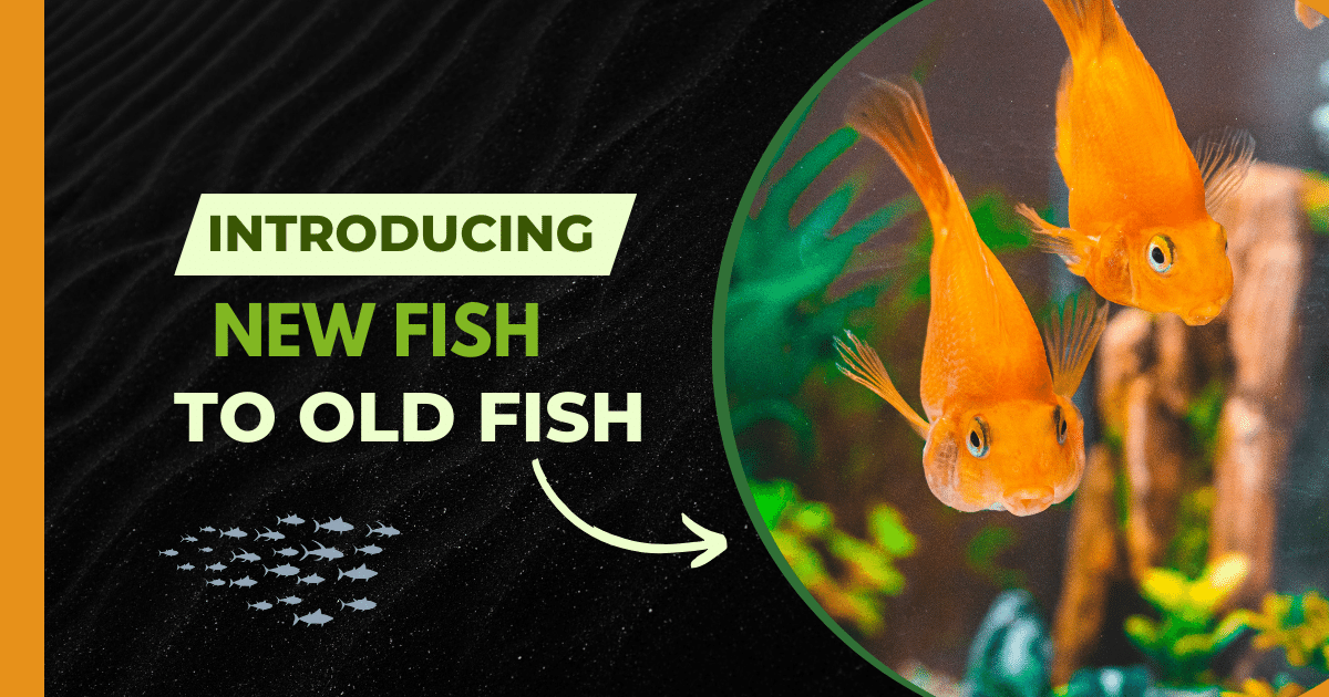 introducing new fish to old fish in an aquarium