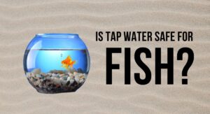 how to make tap water safe for fish without conditioner