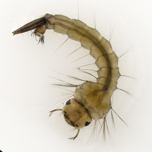 Carnivorous fish eat mosquito larvae