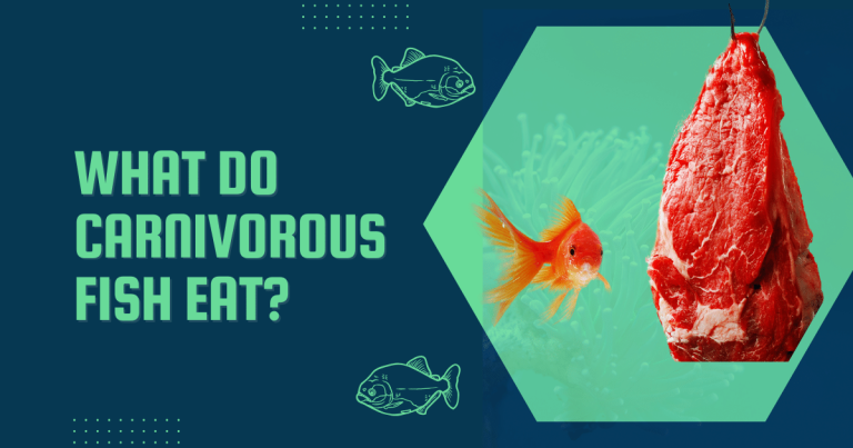 what do carnivorous fish eat