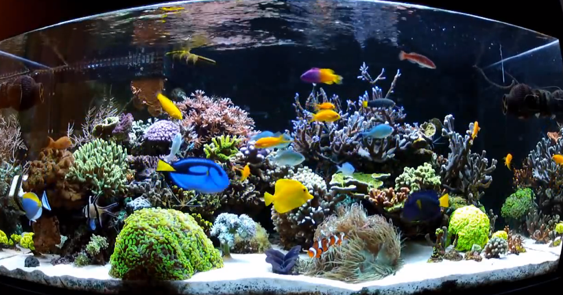 best saltwater aquariums