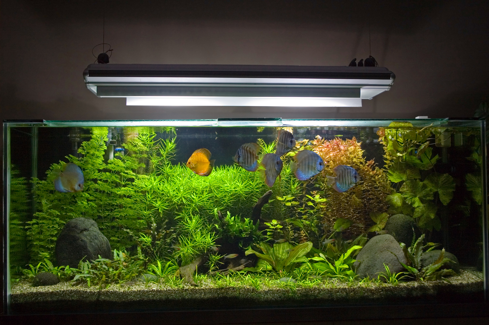 saltwater fish tank size requirements
